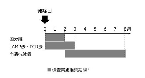 百日咳の検査推奨期間の図.jpg